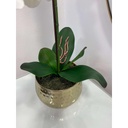 Hojas de orquídeas