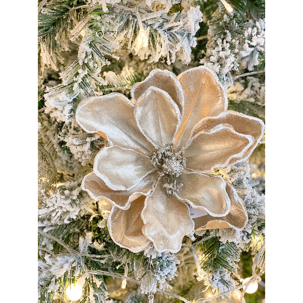 Magnolia Champagne