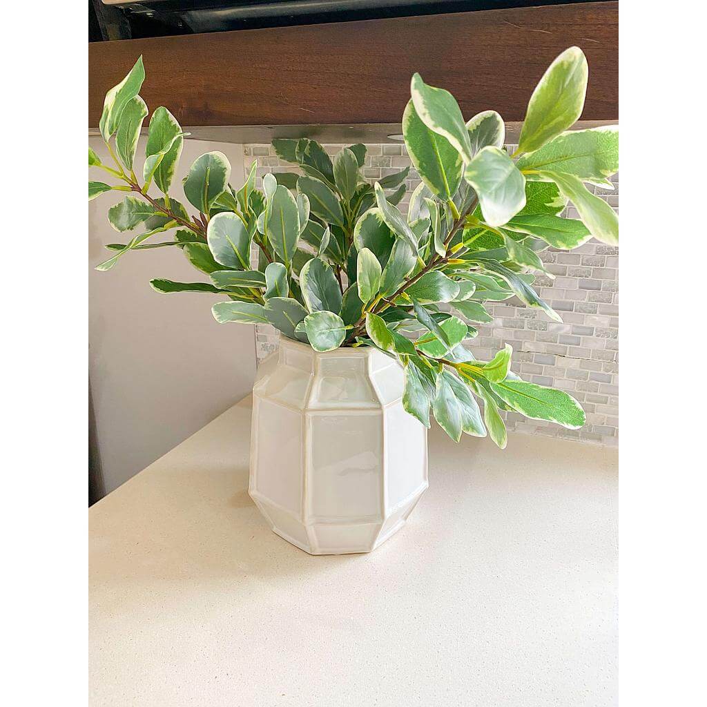 Rama de ficus benjamina