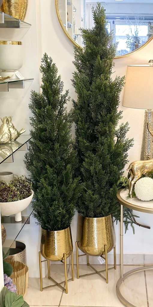 Cipres (dos tamaños)