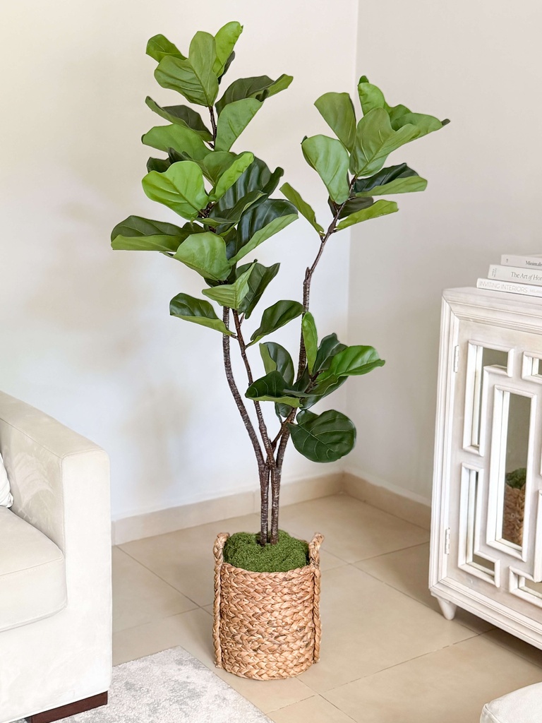 Arbol de fiddle de 59"