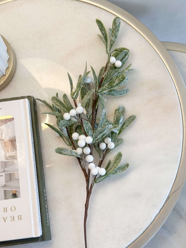 [ISB71373] Rama mistletoe nevada